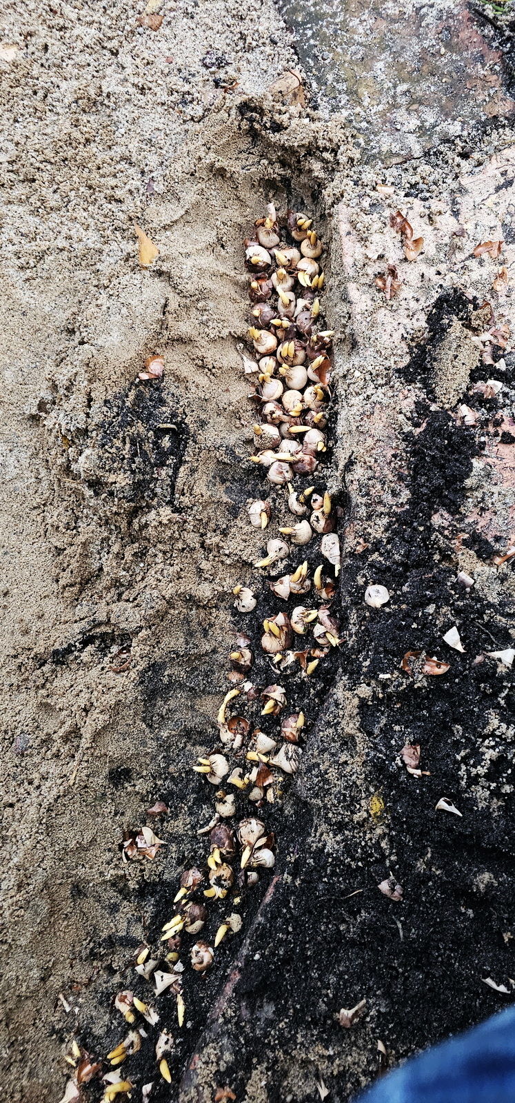 narcotix journal  background image