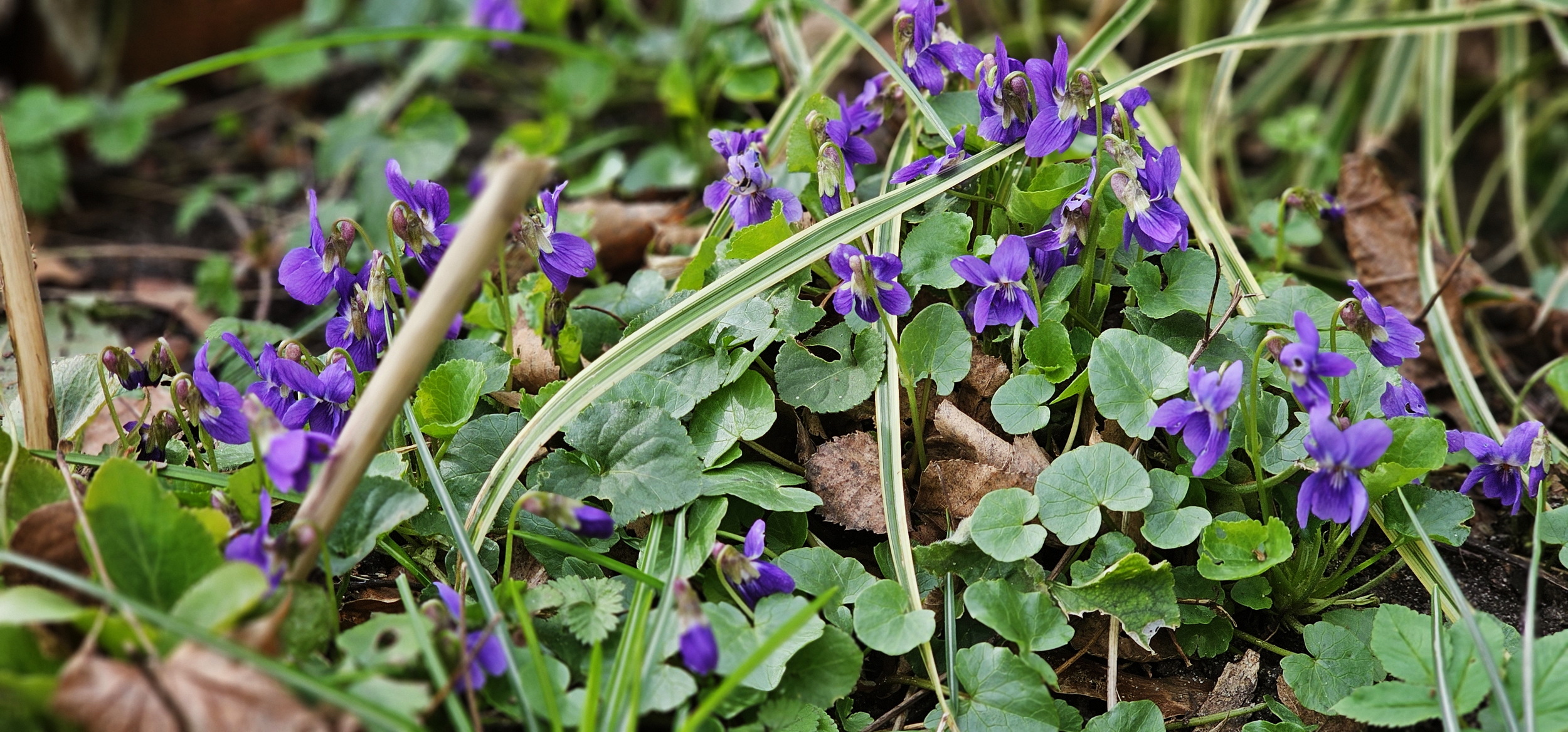 narcotix - journal background image