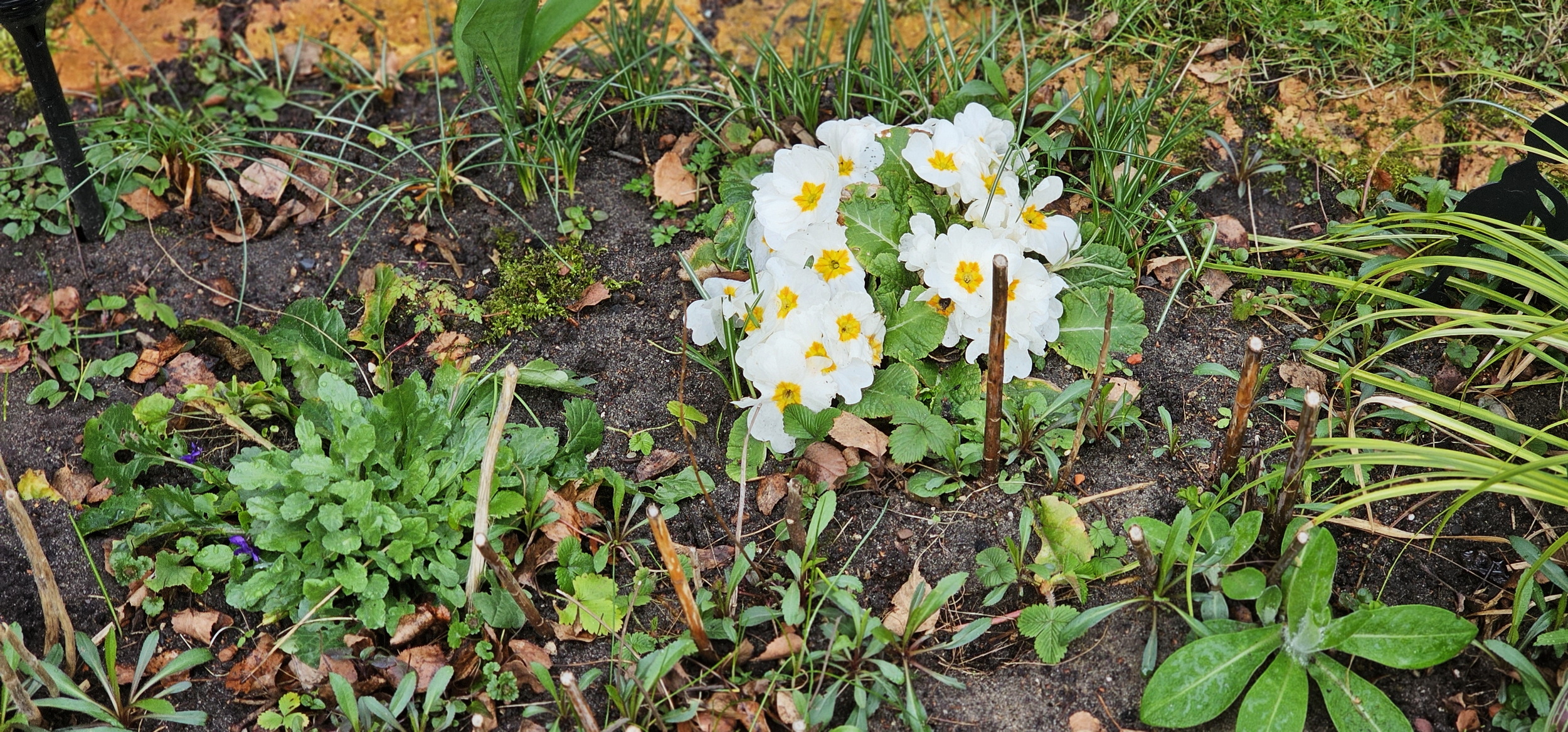 narcotix - journal background image