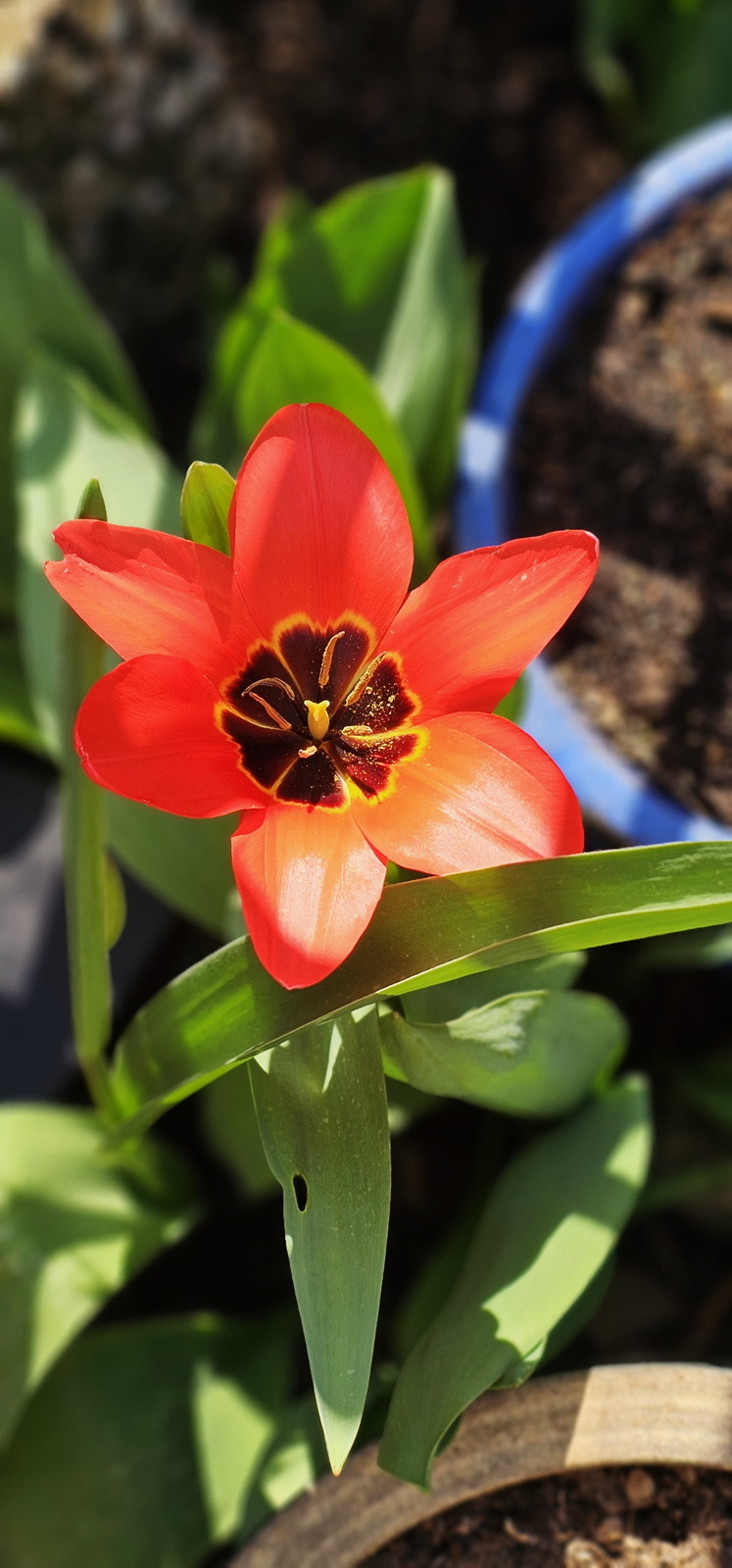 narcotix - journal background image