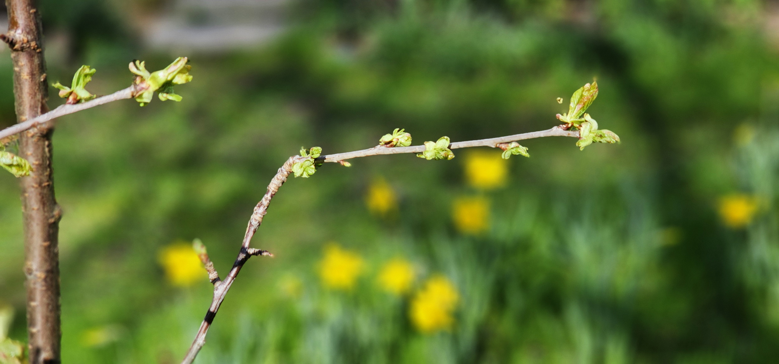 narcotix - journal background image